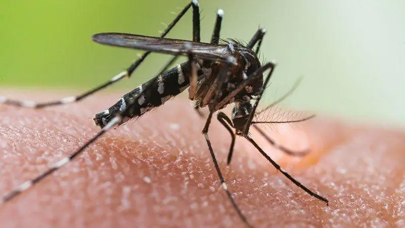 Chikungunya