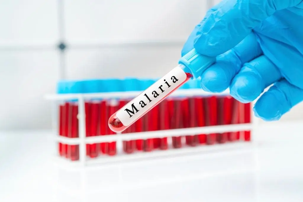 Apa Itu Malaria